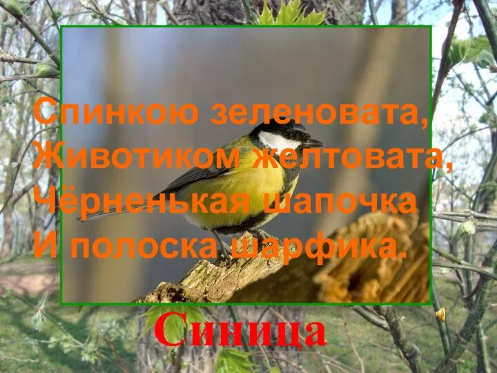 Спинкою зеленовата, Животиком желтовата, Чёрненькая шапочка И полоска шарфика. Синица