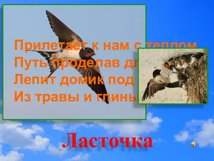 Прилетает к нам с теплом, Путь проделав длинный. Лепит домик под