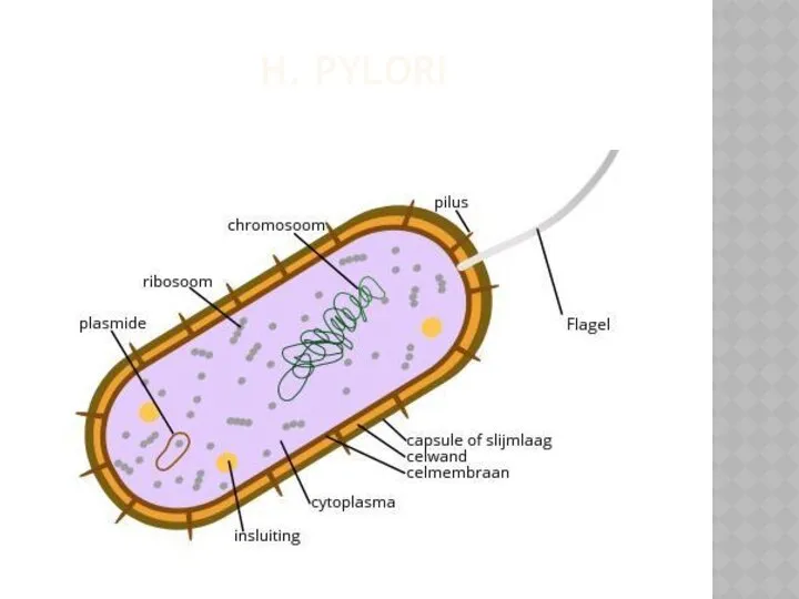 H. PYLORI