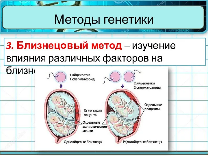 Методы генетики 3. Близнецовый метод – изучение влияния различных факторов на близнецов