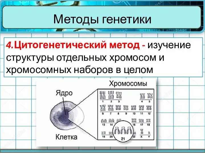 Методы генетики 4.Цитогенетический метод - изучение структуры отдельных хромосом и хромосомных наборов в целом