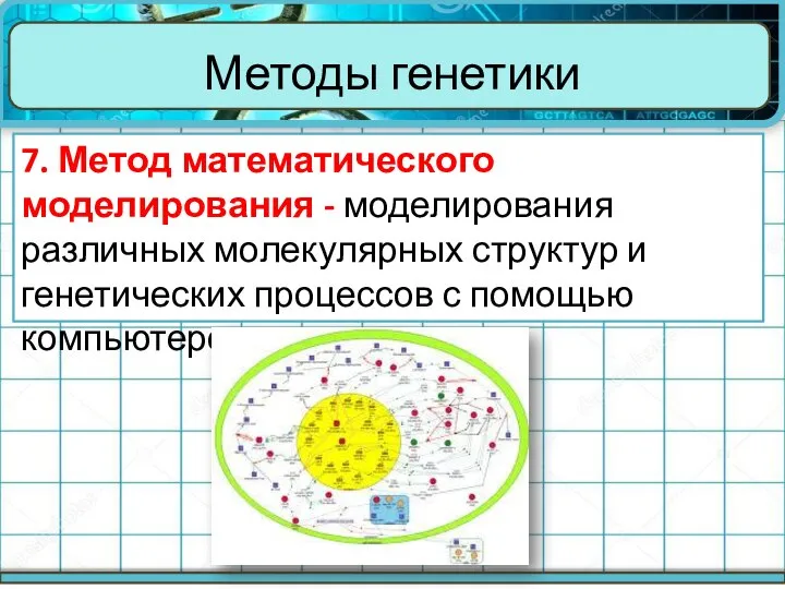 Методы генетики 7. Метод математического моделирования - моделирования различных молекулярных структур