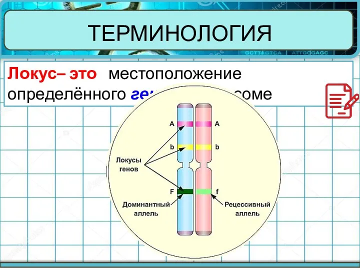 ТЕРМИНОЛОГИЯ Локус– это местоположение определённого гена в хромосоме