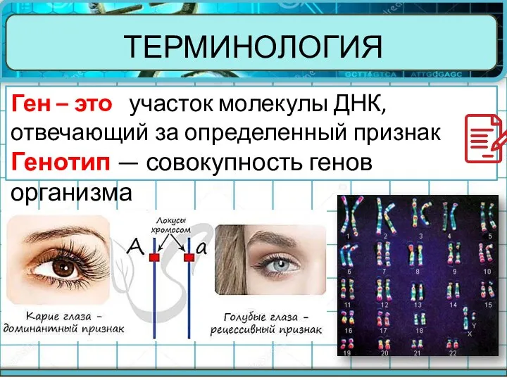 ТЕРМИНОЛОГИЯ Ген – это участок молекулы ДНК, отвечающий за определенный признак Генотип — совокупность генов организма