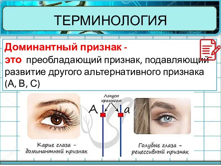 ТЕРМИНОЛОГИЯ Доминантный признак - это преобладающий признак, подавляющий развитие другого альтернативного признака (А, В, С)