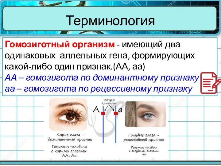 Терминология Гомозиготный организм - имеющий два одинаковых аллельных гена, формирующих какой-либо