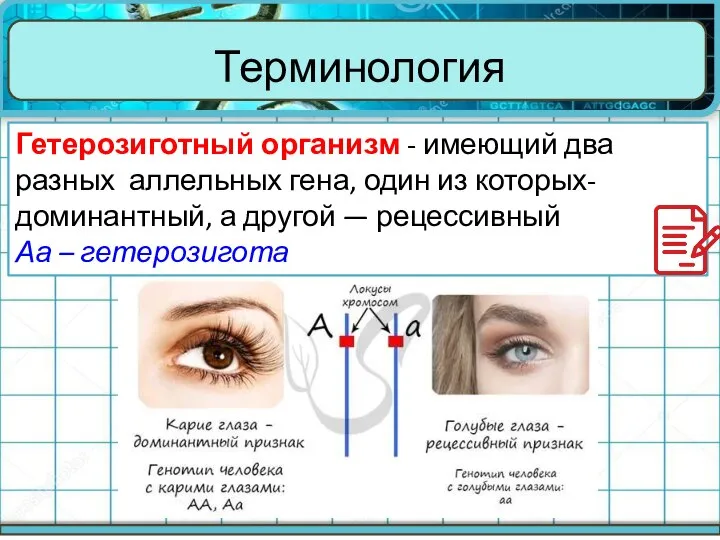 Терминология Гетерозиготный организм - имеющий два разных аллельных гена, один из