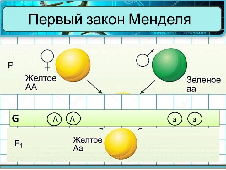 Первый закон Менделя G A A a a