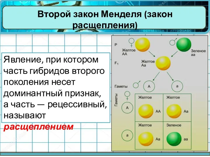 Второй закон Менделя (закон расщепления) Явление, при котором часть гибридов второго