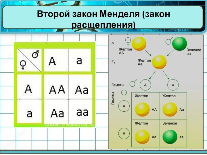 Второй закон Менделя (закон расщепления)