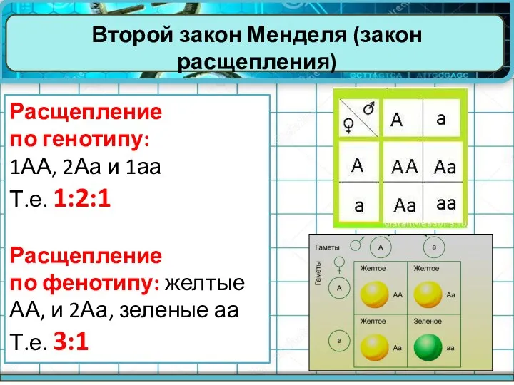 Второй закон Менделя (закон расщепления) Расщепление по генотипу: 1АА, 2Аа и