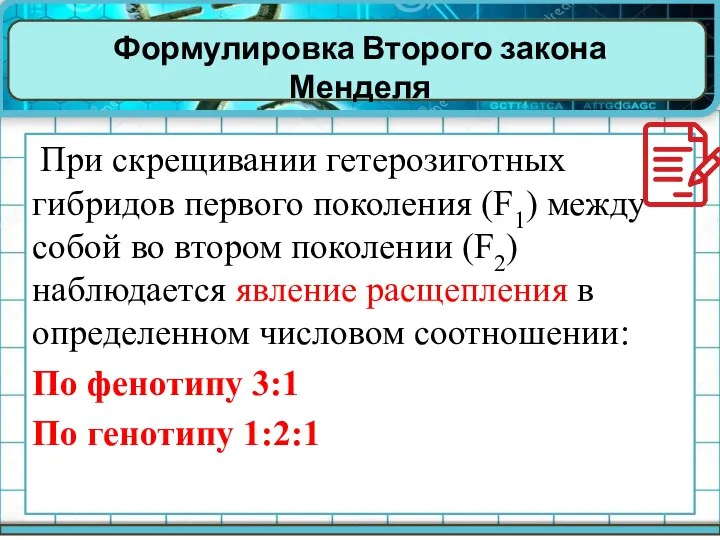 Формулировка Второго закона Менделя При скрещивании гетерозиготных гибридов первого поколения (F1)