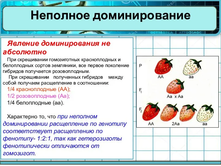 Явление доминирования не абсолютно При скрещивании гомозиготных красноплодных и белоплодных сортов