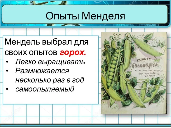 Опыты Менделя Мендель выбрал для своих опытов горох. Легко выращивать Размножается несколько раз в год самоопыляемый