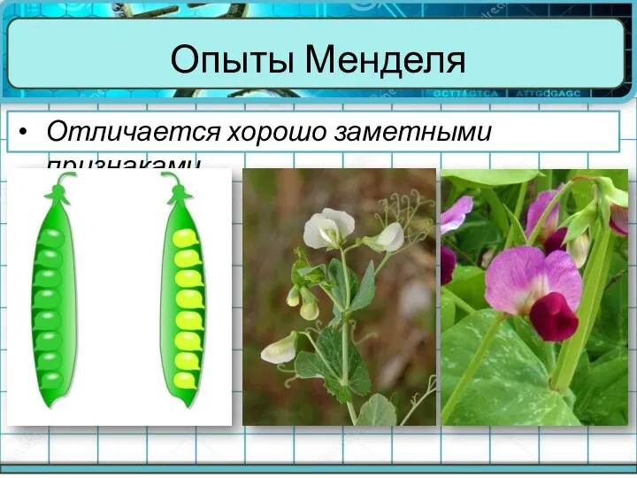 Опыты Менделя Отличается хорошо заметными признаками