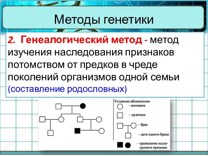 Методы генетики 2. Генеалогический метод - метод изучения наследования признаков потомством