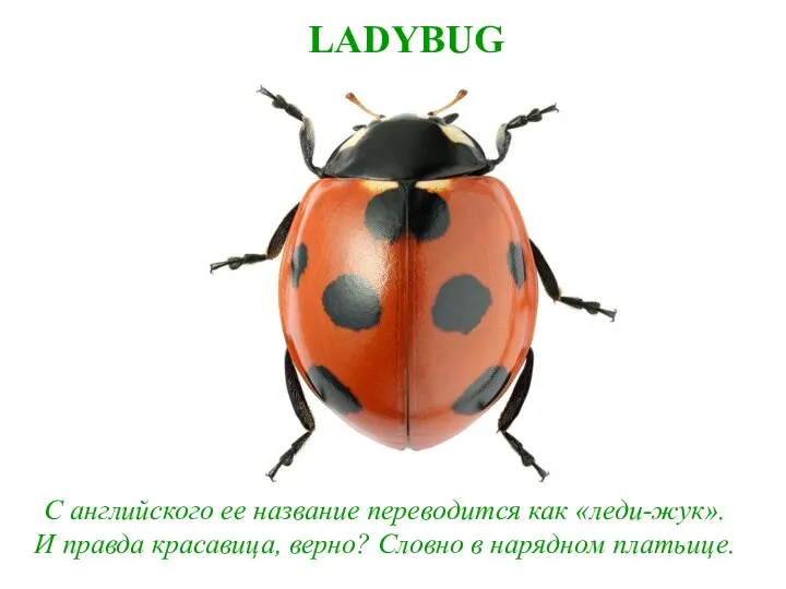 LADYBUG С английского ее название переводится как «леди-жук». И правда красавица, верно? Словно в нарядном платьице.