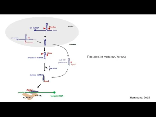 Hammond, 2015 Процессинг microRNA(miRNA)