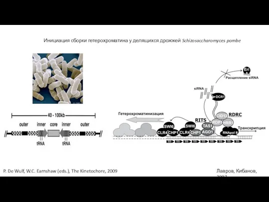 Инициация сборки гетерохроматина у делящихся дрожжей Schizosaccharomyces pombe P. De Wulf,