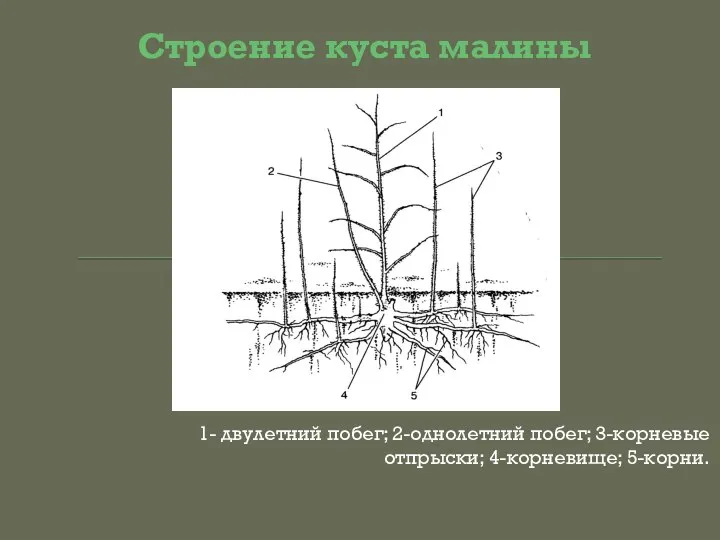 Строение куста малины 1- двулетний побег; 2-однолетний побег; 3-корневые отпрыски; 4-корневище; 5-корни.