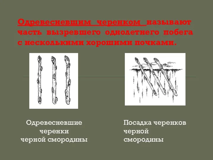 Одревесневшим черенком называют часть вызревшего однолетнего побега с несколькими хорошими почками.