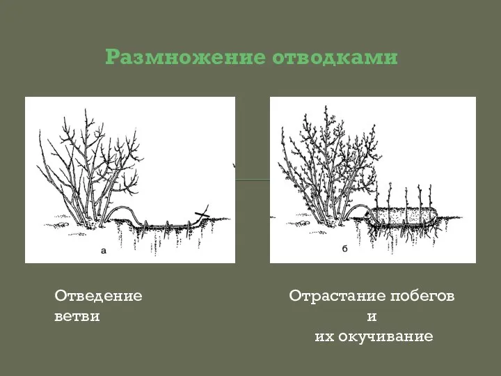 Размножение отводками Отведение ветви Отрастание побегов и их окучивание