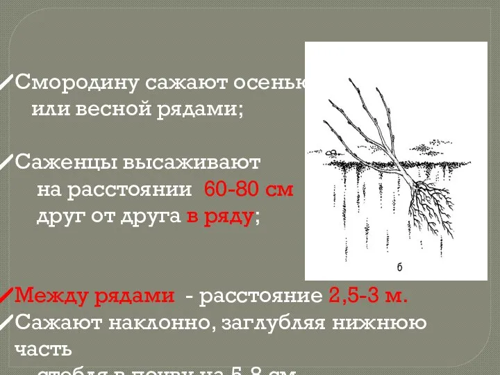 Смородину сажают осенью или весной рядами; Саженцы высаживают на расстоянии 60-80