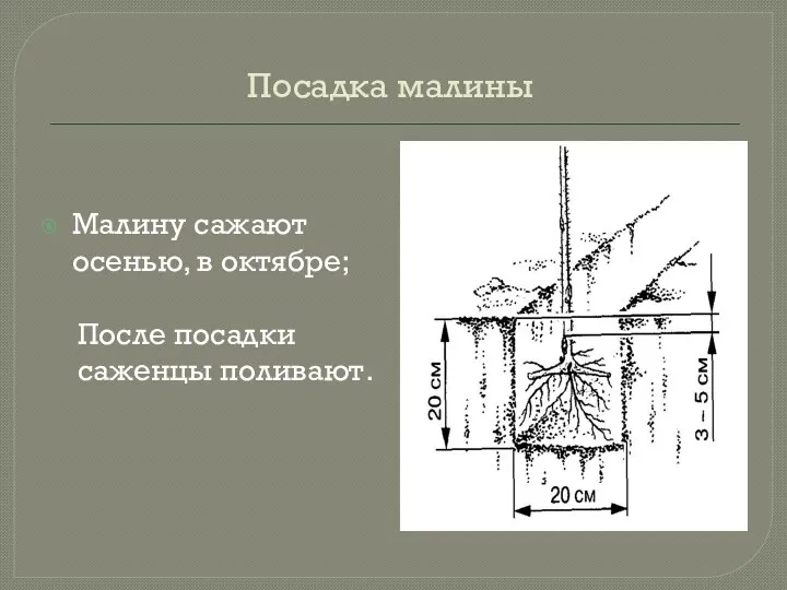 Посадка малины Малину сажают осенью, в октябре; После посадки саженцы поливают.