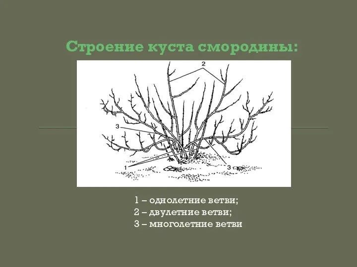 Строение куста смородины: 1 – однолетние ветви; 2 – двулетние ветви; 3 – многолетние ветви