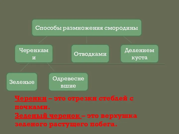 Способы размножения смородины Черенки – это отрезки стеблей с почками. Зеленый