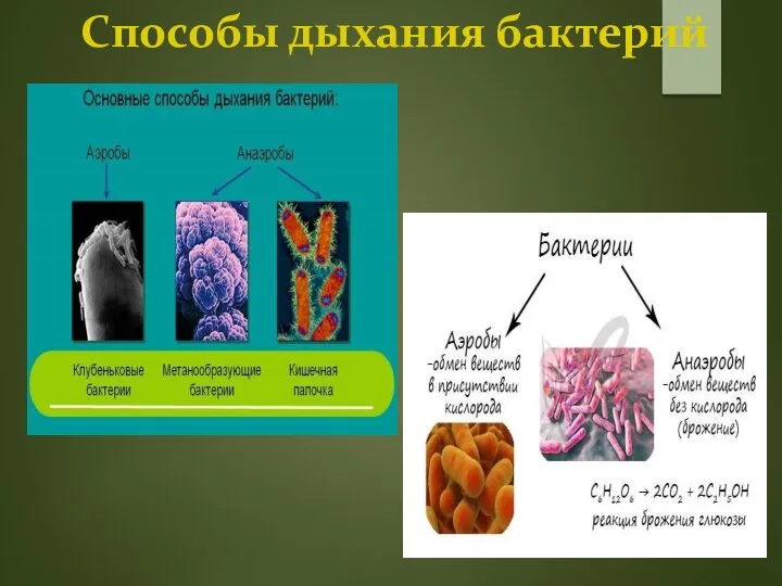 Способы дыхания бактерий