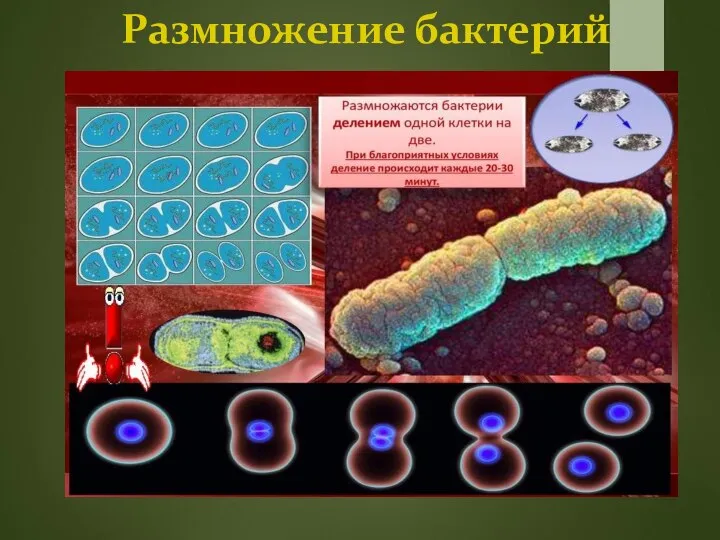 Размножение бактерий