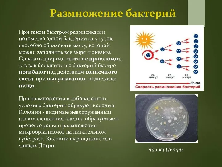 Размножение бактерий При таком быстром размножении потомство одной бактерии за 5