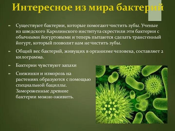 Интересное из мира бактерий Существуют бактерии, которые помогают чистить зубы. Ученые