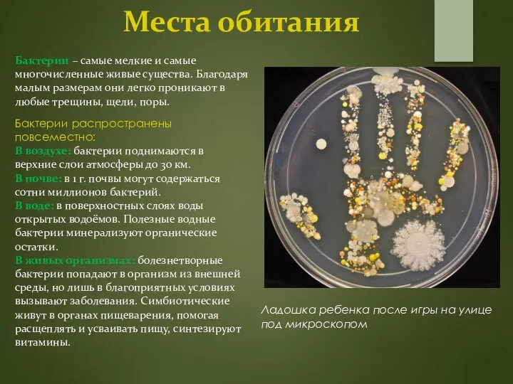 Места обитания Бактерии – самые мелкие и самые многочисленные живые существа.