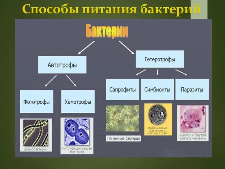 Способы питания бактерий