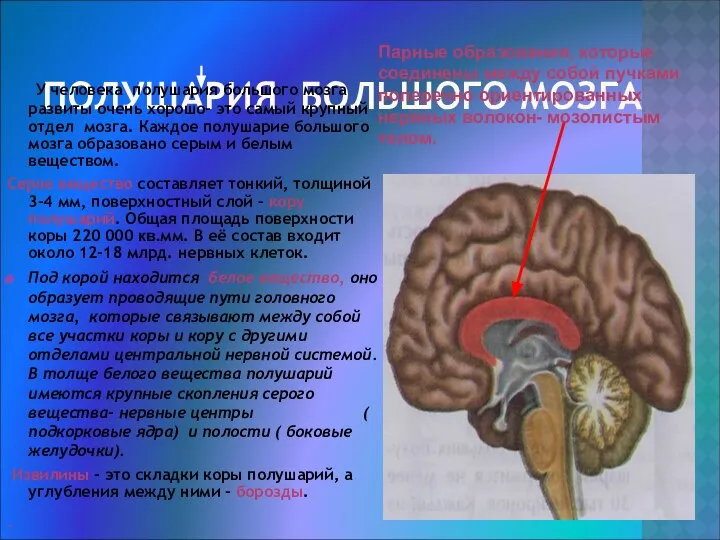 ПОЛУШАРИЯ БОЛЬШОГО МОЗГА У человека полушария большого мозга развиты очень хорошо-