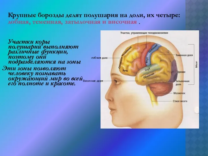 Участки коры полушарий выполняют различные функции, поэтому они подразделяются на зоны