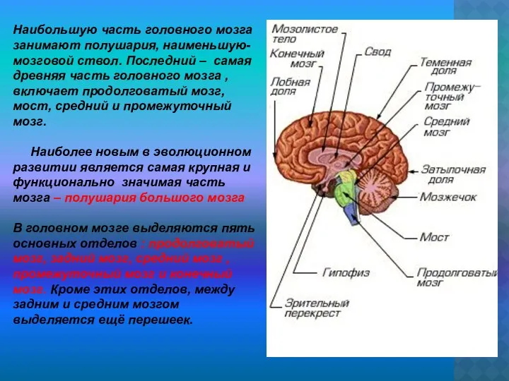 Наибольшую часть головного мозга занимают полушария, наименьшую- мозговой ствол. Последний –
