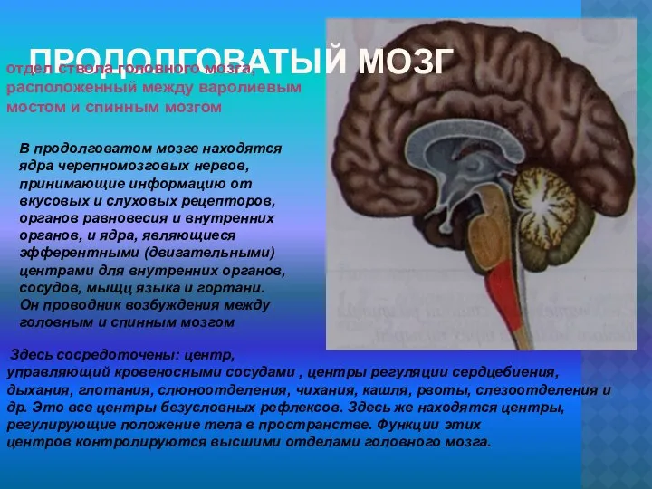 ПРОДОЛГОВАТЫЙ МОЗГ В продолговатом мозге находятся ядра черепномозговых нервов, принимающие информацию