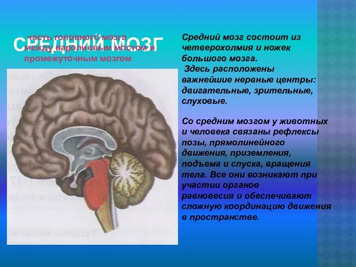 СРЕДНИЙ МОЗГ Средний мозг состоит из четверохолмия и ножек большого мозга.