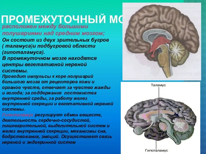 ПРОМЕЖУТОЧНЫЙ МОЗГ расположен между большими полушариями над средним мозгом; Он состоит