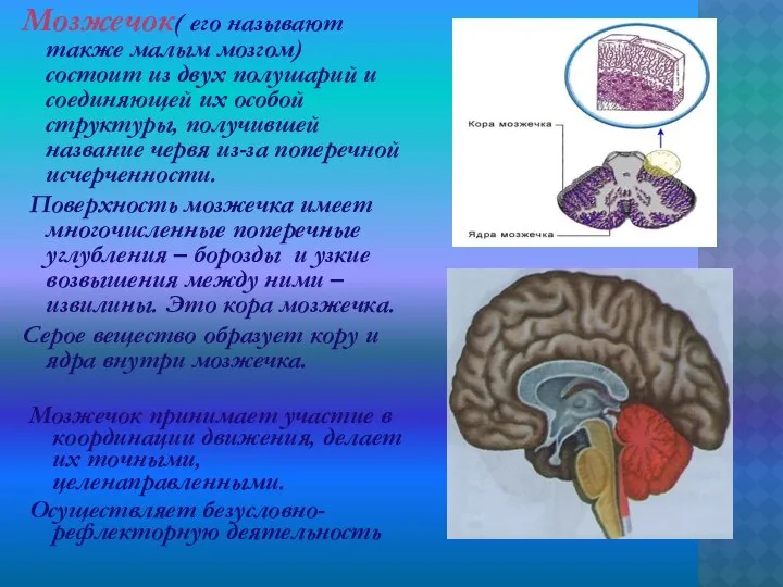 Мозжечок принимает участие в координации движения, делает их точными, целенаправленными. Осуществляет