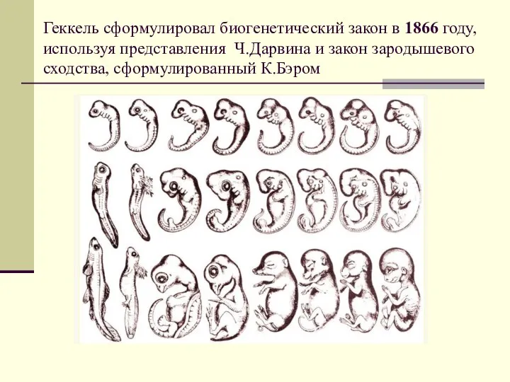 Геккель сформулировал биогенетический закон в 1866 году, используя представления Ч.Дарвина и закон зародышевого сходства, сформулированный К.Бэром