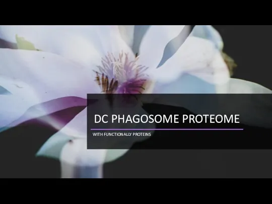 Dc phagosome proteome