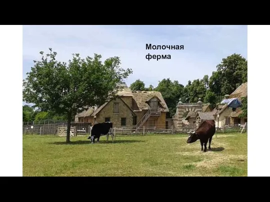 Молочная ферма