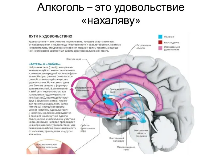 Алкоголь – это удовольствие «нахаляву»