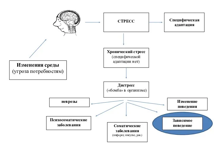 Изменения среды (угроза потребностям) СТРЕСС Специфическая адаптация Хронический стресс (специфической адаптации