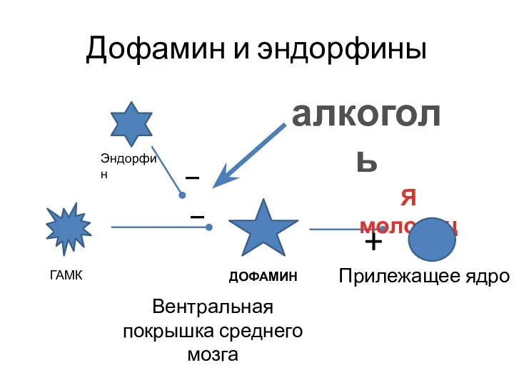 Дофамин и эндорфины Прилежащее ядро