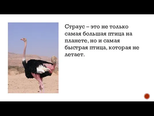 Страус – это не только самая большая птица на планете, но